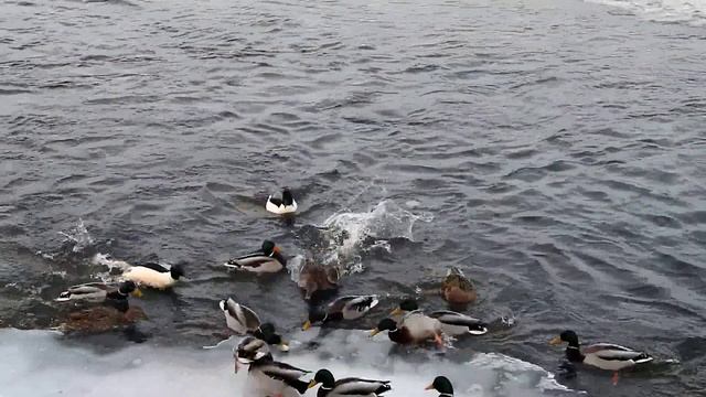 Обыкновенная кряква смотреть онлайн
