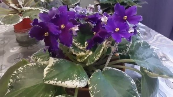 Обзор цветущих фиалок.Фиалка сорта Midnight Frolic