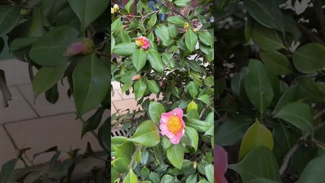 РОЗОВАЯ КАМЕЛИЯ #камелия #розовая #цветет #цветы #цветочныекомпозиции #сочи #жизнь смотреть онлайн