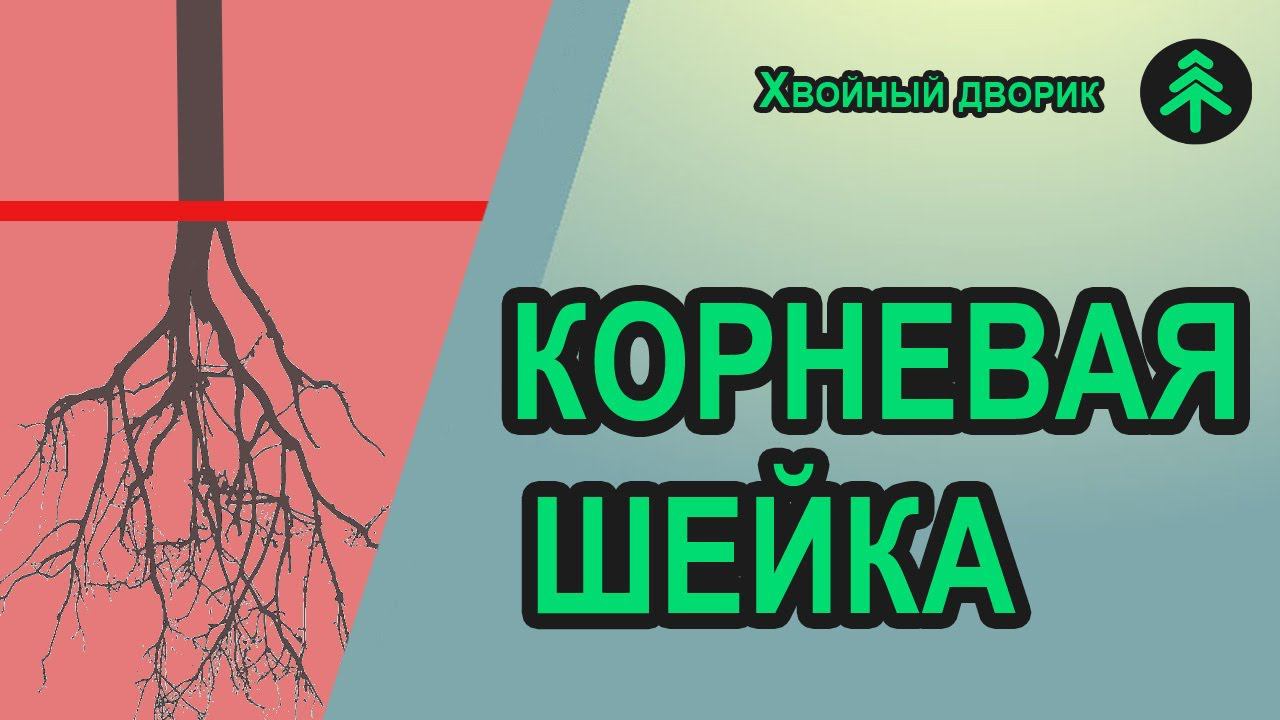 Как определить корневую шейку у сеянцев хвойных для того, чтобы при посадке не заглубить растение. смотреть онлайн