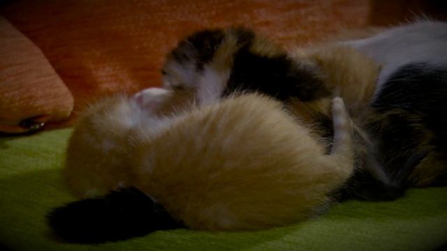 STESHA I KOTIATA смотреть онлайн