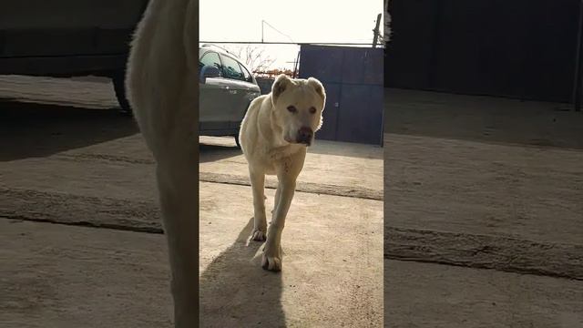 Алабай (САО) Николь 9 месяцев #alabai #doglover #sara#дрессировка #puppy#dogsvideo #trendingdogvide смотреть онлайн