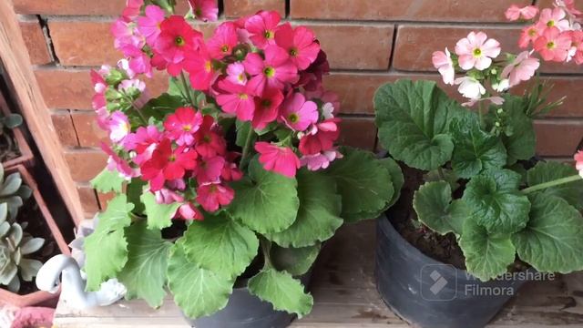 How To Grow and Care Primula Obconica &German Primrose || Best Shade Loving Plant #primrose #primul смотреть онлайн