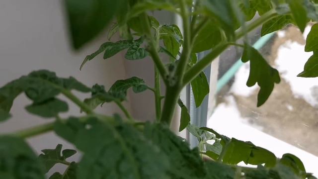 2.Мой огород на подоконнике. 02.05.2021г. смотреть онлайн