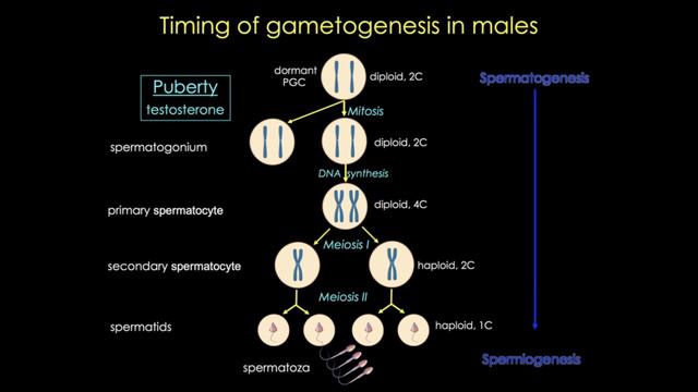 Gametogenesis смотреть онлайн
