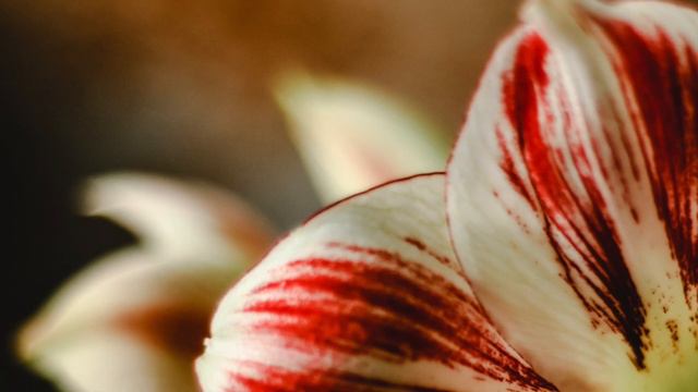Amaryllis — Piano, Relaxing Fireplace, and Pond Ambience смотреть онлайн