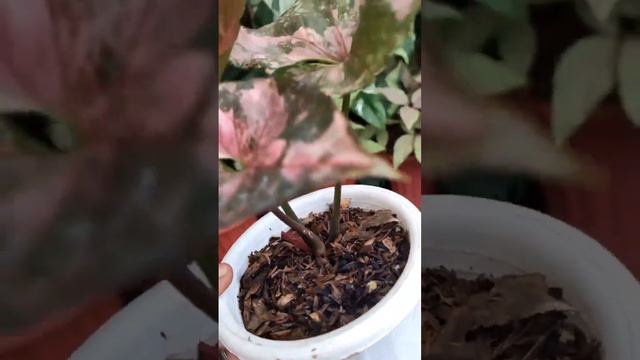 Syngonium strawberry shake | Syngonium strawberry ice смотреть онлайн