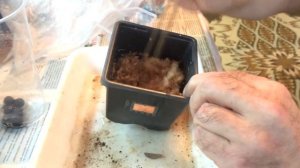 ? Чекалкин орех. Выращивание из семян Часть 1