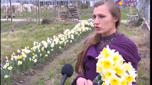 Сочинские ученые перестали завозить анемоны из Голландии смотреть онлайн