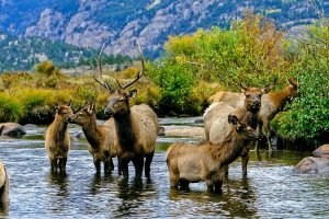 РОССИЯ.    ПРИРОДА И ЖИВОТНЫЙ МИР