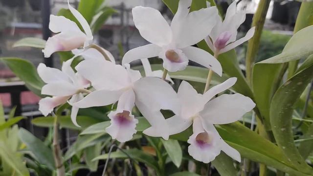 Cattleya bowringiana albescensTower Grooves AM AOS