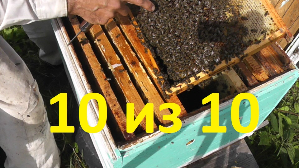 результат замены маток в конце августа