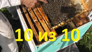 результат замены маток в конце августа