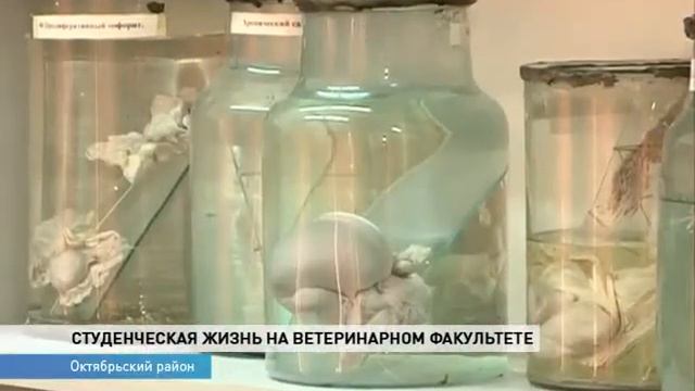 Студенты ДонГАУ рассказали о своей учебе смотреть онлайн