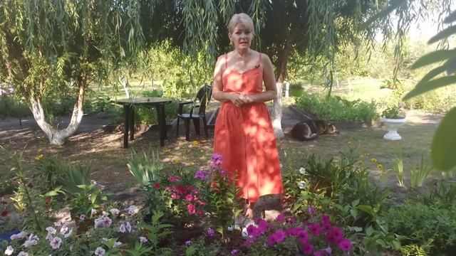 ФЛОКСЫ. Как выращивать флоксы. Флокс метельчатый смотреть онлайн