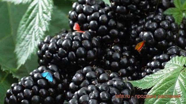 Ежевика обыкновенная Блэк Сатин (black satin) ? обзор: как сажать, саженцы ежевики Блэк Сатин смотреть онлайн