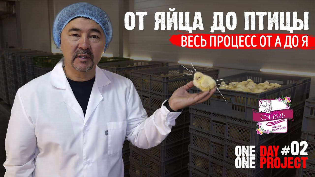 «Алель Агро»: От яйца до птицы. Весь процесс от А до Я. 1Day 1Project смотреть онлайн