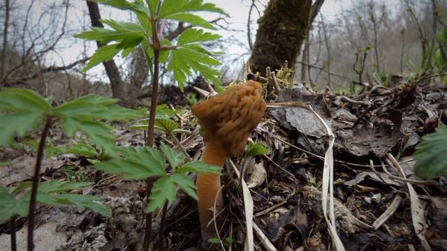 Verpa bohemica - "Invitat" special: Fritillaria meleagris смотреть онлайн