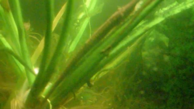 farlowella eggs смотреть онлайн