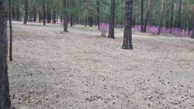 ЗАБАЙКАЛЬСКИЙ БАГУЛЬНИК ЧАСТЬ-1 смотреть онлайн