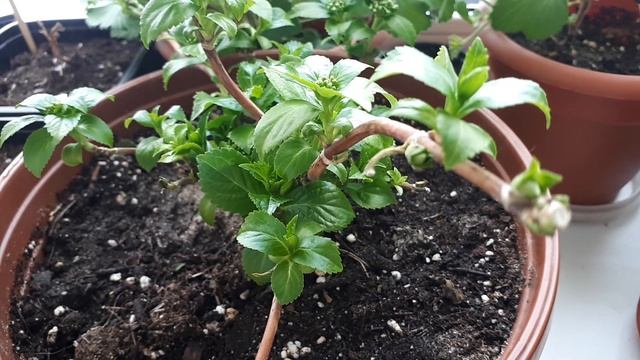 Гортензия Runaway Bride/ Ранэвей Брайд / Сбежавшая невеста смотреть онлайн