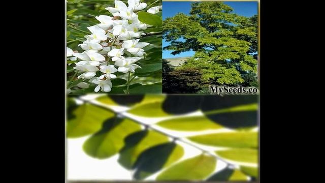 BLACK LOCUST Tree, Robinia pseudoacacia on www.MySeeds.Co смотреть онлайн