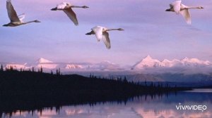 ЗА ТИХОЙ РЕКОЮ...    Виктория Барс