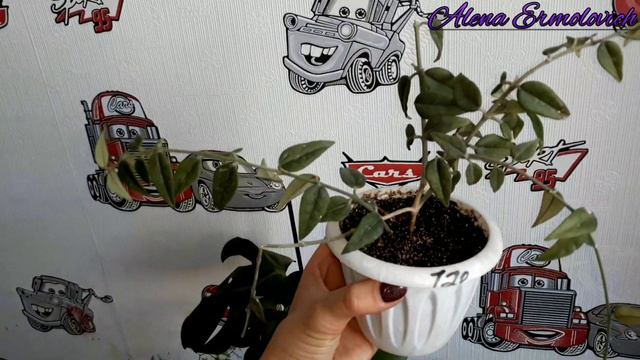 Комнатные цветы/Цветочные новости🤩🤩🤩 смотреть онлайн