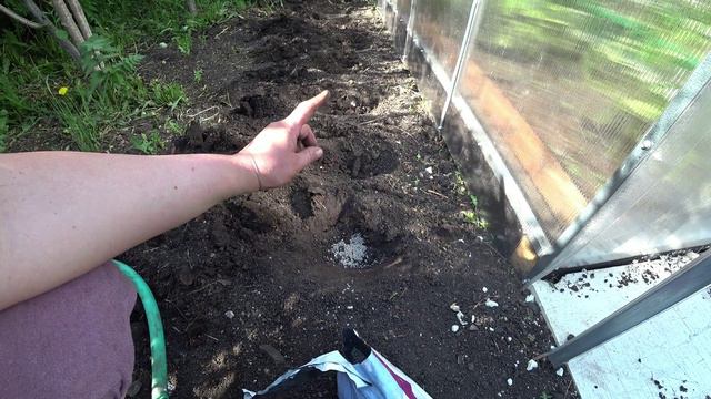 Выращивание спаржевой кустовой фасоли смотреть онлайн