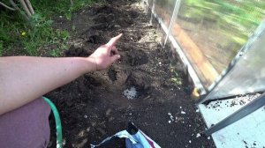 Выращивание спаржевой кустовой фасоли