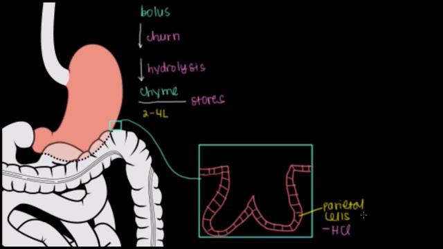 Stomach | Gastrointestinal system physiology | NCLEX-RN | Khan Academy смотреть онлайн
