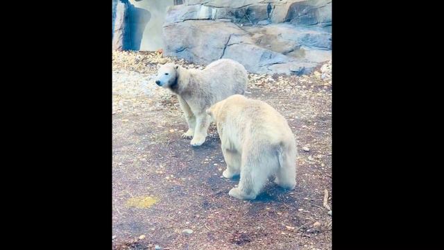 Schonbrunn Zoo | Palm House | Desert House | Austria | WonderMomLife смотреть онлайн