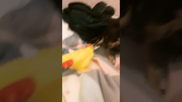 У нас дома появилась новая игрушка смотреть онлайн