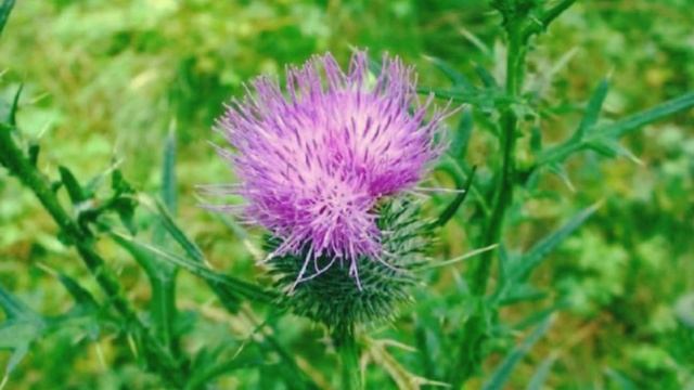 Хороший медонос для пчёл. Описание. Медопродуктивность смотреть онлайн