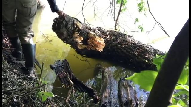 ТРУТОВИК СЕРНО-желтый: как отличить, почему он старый? смотреть онлайн