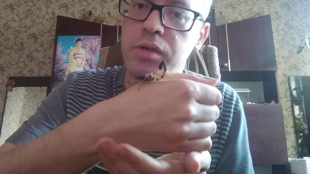 Приручение скорпиона вида Centruroides Bicolor (Двухцветный скорпион)
