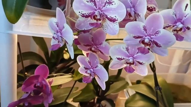 Мои орхидеи/Зацветает Монтрё/Цветут Фронтера, Дикий Кот и пр./My Orchids Are Blooming