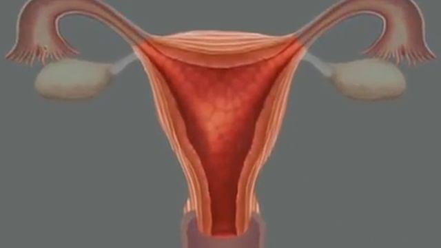 Женские половые органы (Анатомия) смотреть онлайн