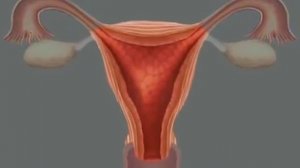 Женские половые органы (Анатомия)