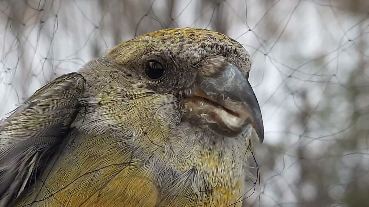 Ловля птиц. 08.12.2021 год. смотреть онлайн