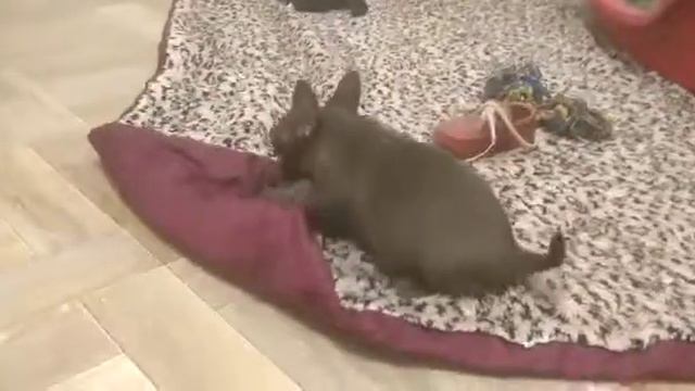 Веселые чихуашки продаются все смотреть онлайн