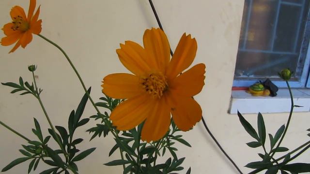 Cosmos Plant grown in Hydroponics (DWC) смотреть онлайн