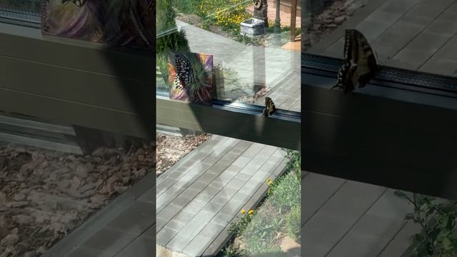 Парусник Махаон. Papilio machaon Linnaeus смотреть онлайн