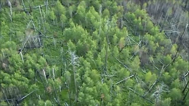 Наблюдение с параплана за изюбрем в вызженной тайге Прибайкалья смотреть онлайн