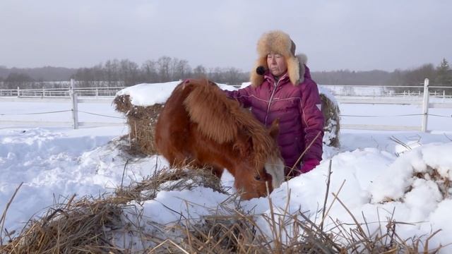 Кнопка. Лошади на продажу. смотреть онлайн
