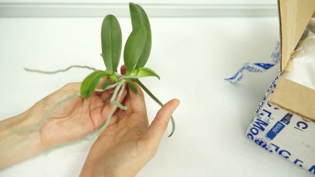 ПОСЫЛКА с 5 сортами ОРХИДЕЙ! смотреть онлайн