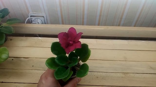 Массовое цветение моей коллекции фиалок! Обзор и описание сортов! смотреть онлайн