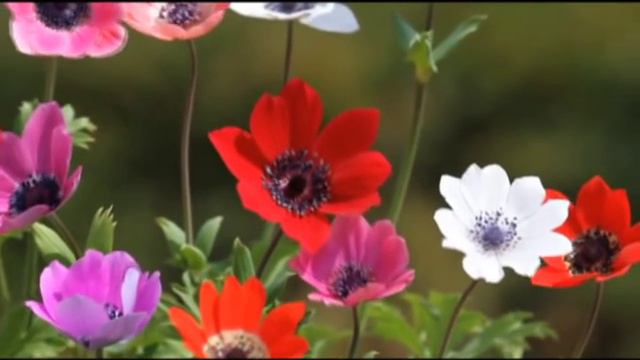anemone fulgens смотреть онлайн