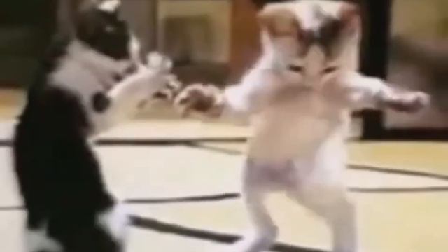 Шок кот флексит как ДаУн!1,1,1,1!,1!,!1! смотреть онлайн