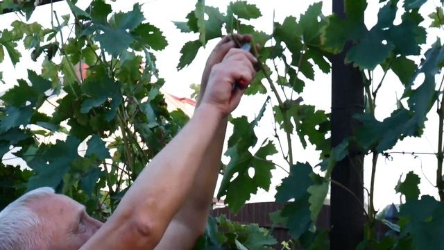 Пасынкование винограда смотреть онлайн